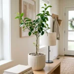 Eureka Lemon Sapling - Nearly Seedless, Year-Round Fruit Tree