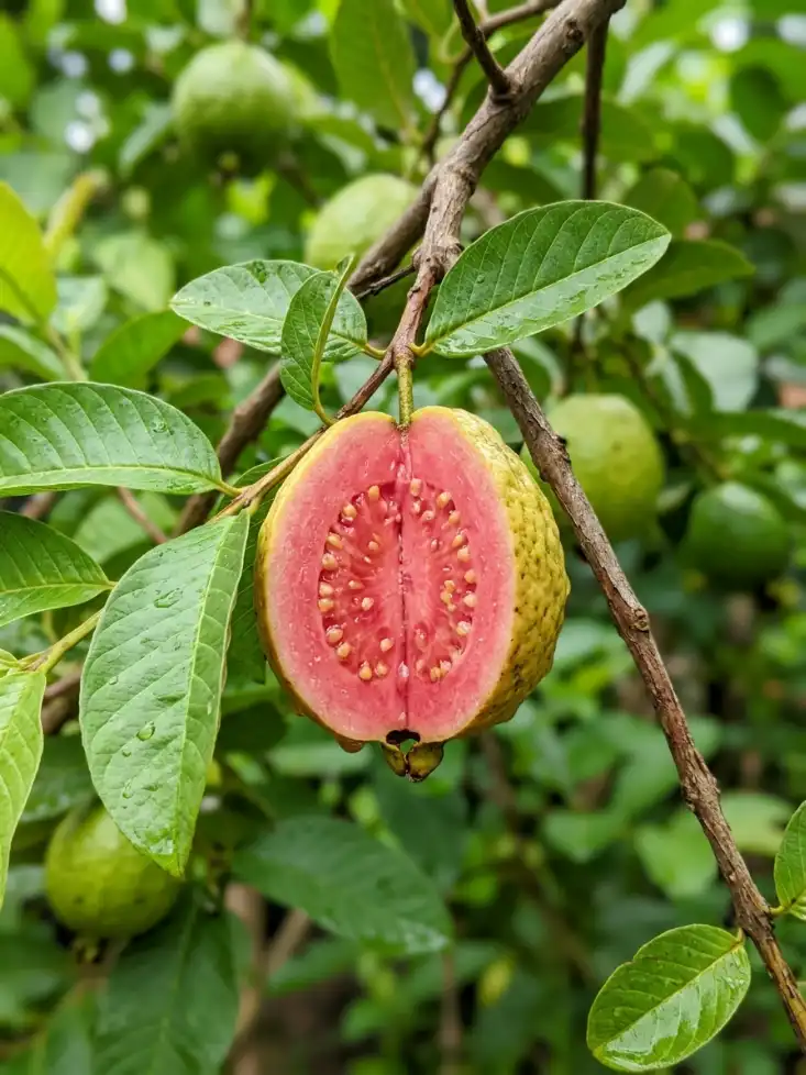 Bare Root Guava Tree