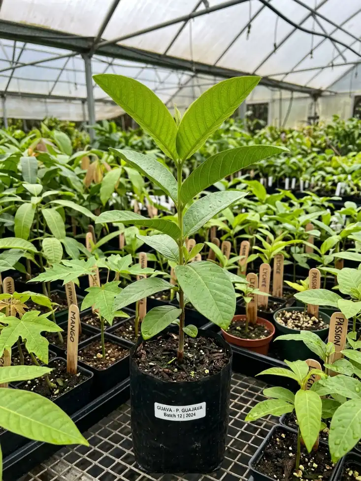 Bare Root Guava Tree