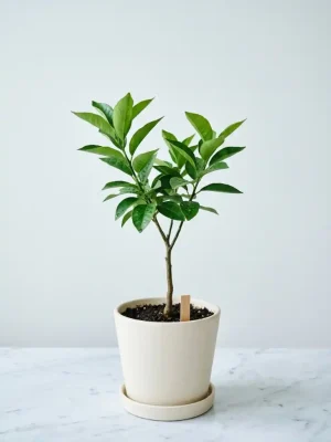 Hardy Orange Tree Bare Root Seedling