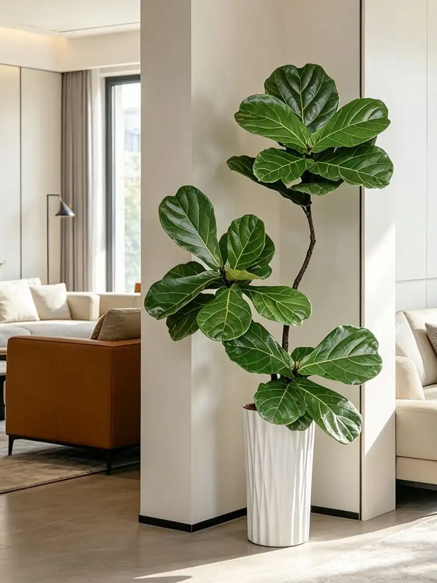 Fiddle-leaf fig - grafted sapling ready for planting