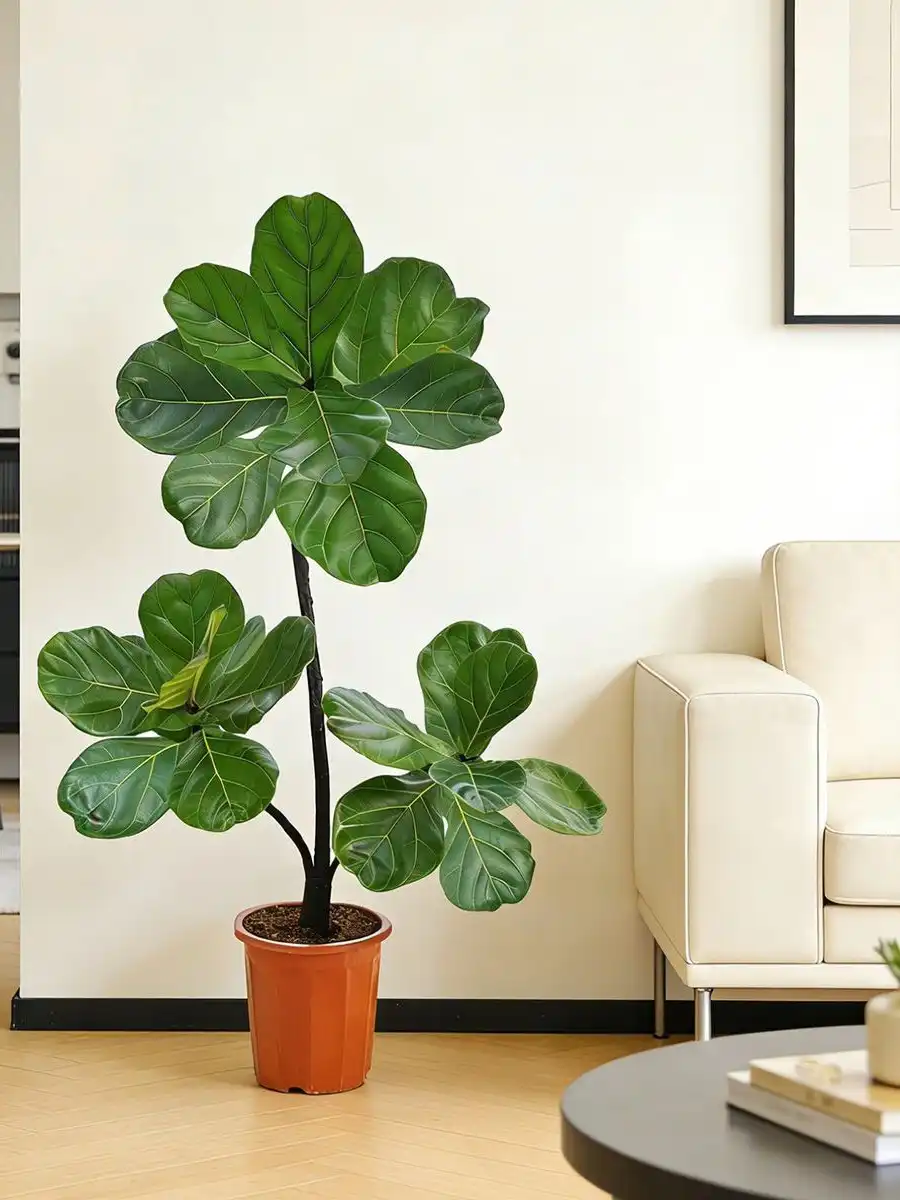 Fiddle-leaf fig - in nursery pot