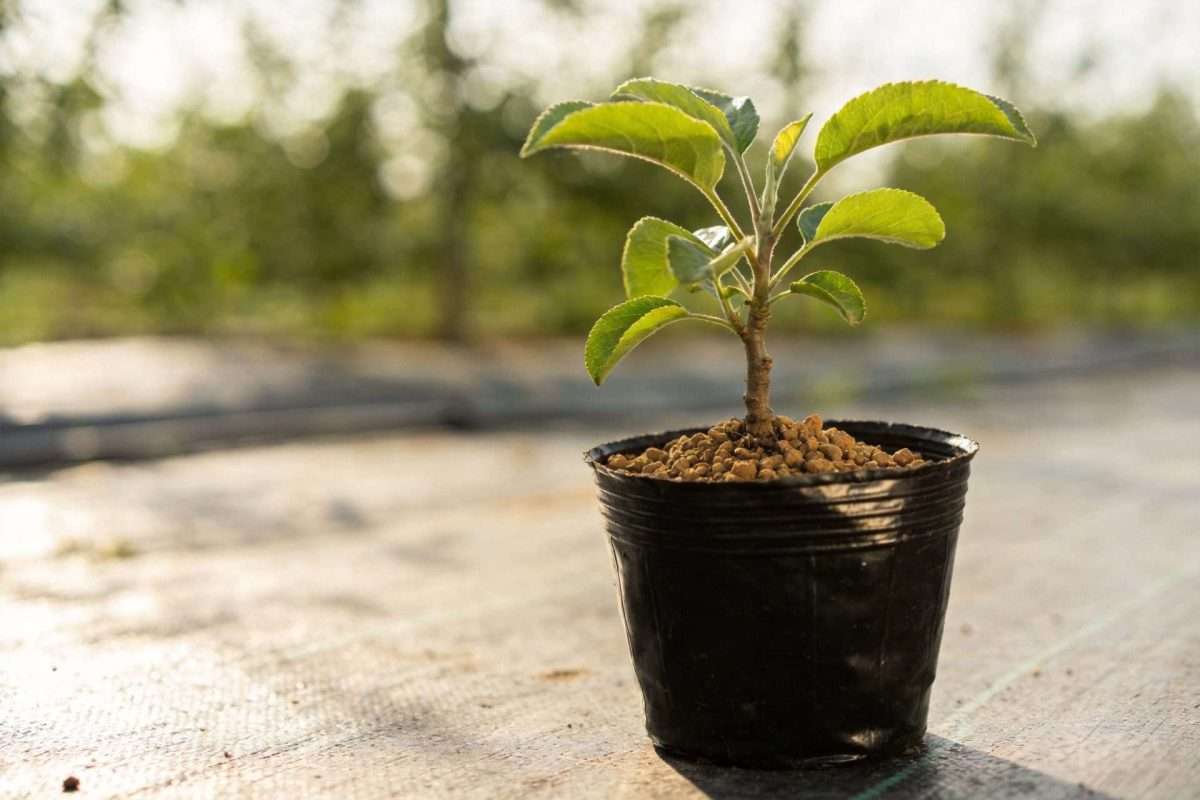 root rot treatment for bare root fruit trees