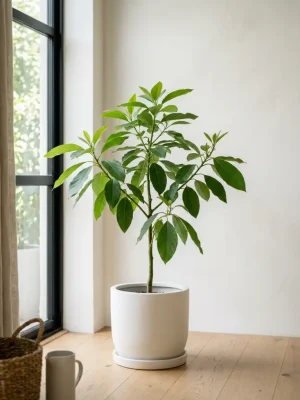 Fuerte Avocado Tree - Green-Skinned Classic, Lower-Fat Fruit - grafted sapling ready for planting