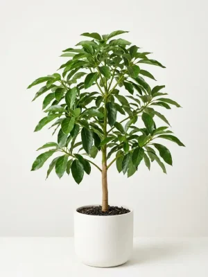 Gwen Avocado Tree - Semi-Dwarf, Hass-Quality Fruit for Containers - grafted sapling ready for planting