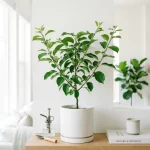 Hanfu Apple Sapling - Cold-Hardy, Crisp & Sweet - grafted sapling ready for planting