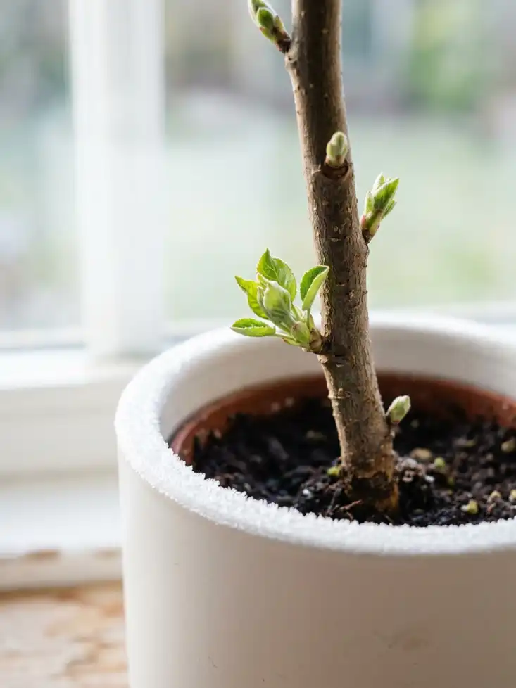 Hanfu Apple Sapling - Cold-Hardy, Crisp & Sweet - close-up detail