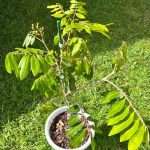 Fresh Longan Bare Root Seedling Pruned Dormant Dimocarpus Longan Fruit Tree Sapling