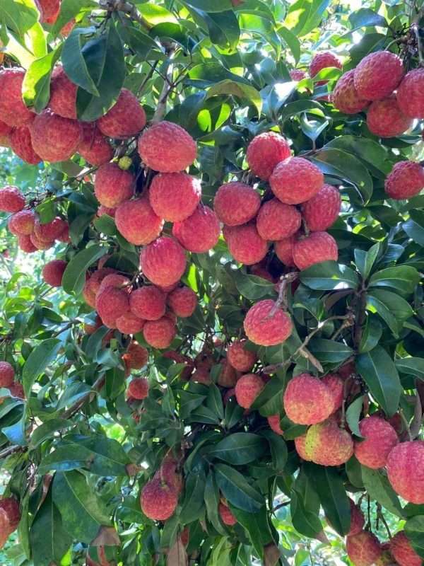 Sweet Ripe Lychee Fruit from Early Fruiting Bare Root Tree