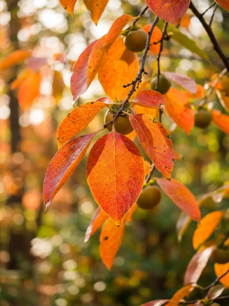 Persimmon tree saplings - side angle
