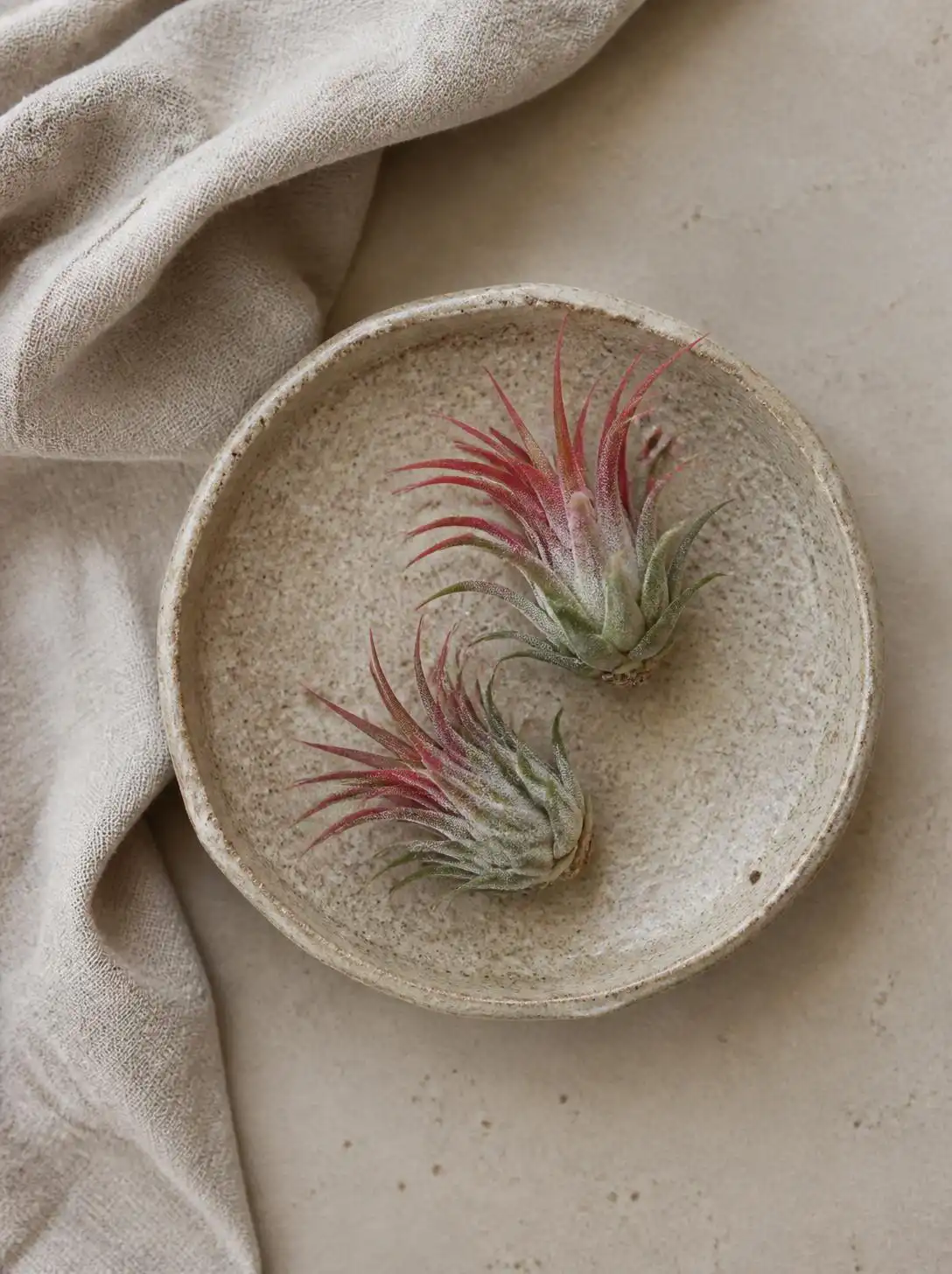 Air plant soaking in a bowl of water for its weekly bath, care routine demonstration