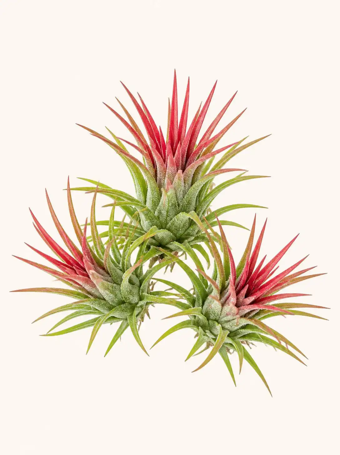 Air plant (Tillandsia) with silvery-green curled leaves displayed on a minimalist wooden holder