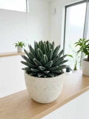 Agave victoriae-reginae 'Queen Victoria Agave' — symmetrical dark-green rosette with crisp white leaf margins