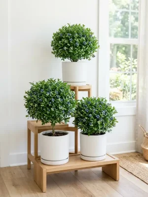 Top Hat Dwarf Blueberry — Patio-Friendly Fruit Bush, Cold-Hardy to Zone 3, Pet-Safe