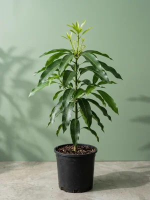 Guiqi Mango Tree — Grafted, Aromatic Late-Season Mango