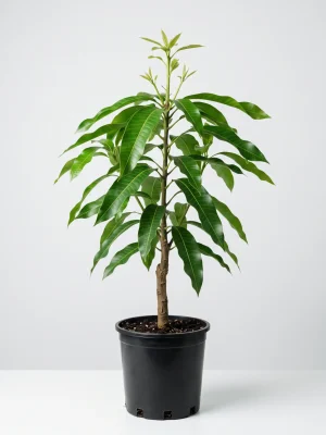 Jinhuang Mango Tree — Grafted, Taiwan's Big Late-Season Mango
