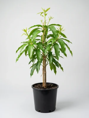 Keitt Mango Tree — Grafted, Late-Season Fiber-Free Fruit
