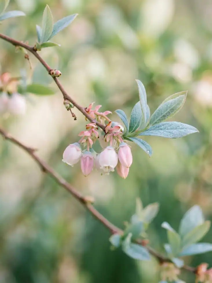 Sunshine Blue Blueberry — Heat-Tolerant Semi-Dwarf, Fruits with Just 150 Chill Hours, Pet-Safe