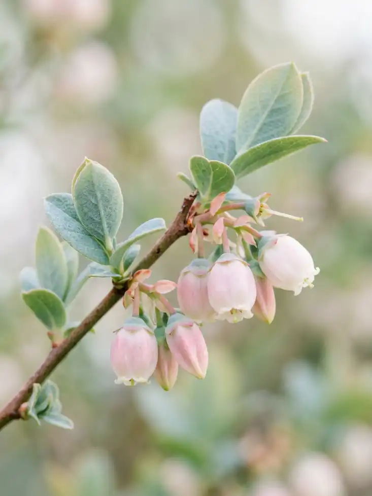 Sunshine Blue Blueberry — Heat-Tolerant Semi-Dwarf, Fruits with Just 150 Chill Hours, Pet-Safe
