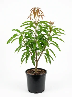 Tainong No.1 Mango Tree — Grafted, Dwarf Early-Season Mango